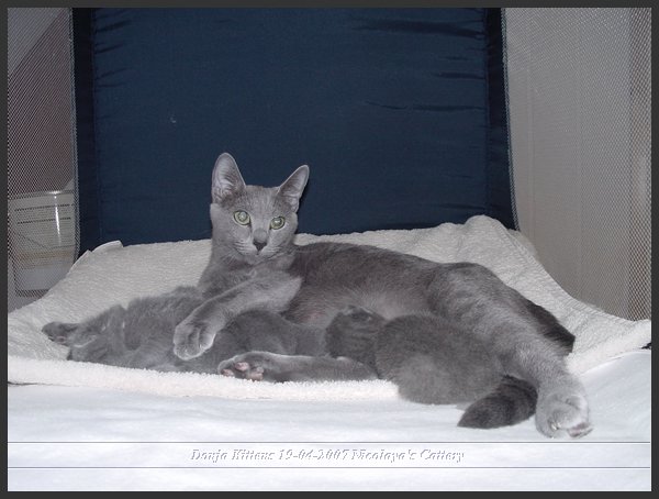 2007-04-30 Donja Kittens 3.JPG