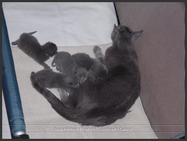 2007-04-30 Donja Kittens 6.JPG