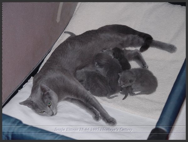 2007-04-30 Donja Kittens 7.JPG