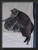 2007-04-30 Donja Kittens 2.JPG
