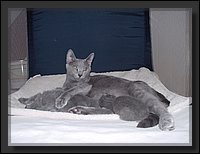 2007-04-30 Donja Kittens 3.JPG