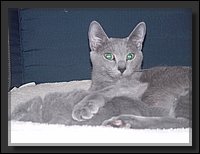 2007-04-30 Donja Kittens 4.JPG