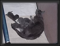 2007-04-30 Donja Kittens 6.JPG