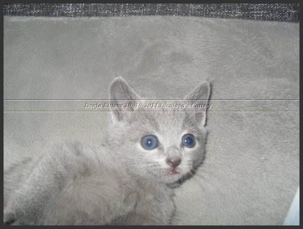 05 - Russisch Blauw Kittens Nicolaya's Cattery 20111127.JPG
