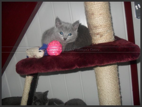 35 - Russisch Blauw Kittens Nicolaya's Cattery 20111212.JPG