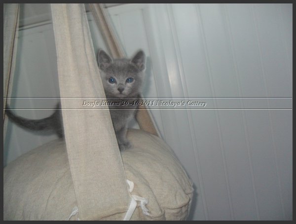 41 - Russisch Blauw Kittens Nicolaya's Cattery 20111212.JPG
