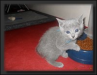 09 - Russisch Blauw Kittens Nicolaya's Cattery 20111127.JPG