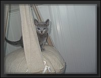 41 - Russisch Blauw Kittens Nicolaya's Cattery 20111212.JPG