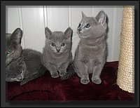 49 - Russisch Blauw Kittens Nicolaya's Cattery 20111212.JPG