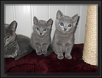 50 - Russisch Blauw Kittens Nicolaya's Cattery 20111212.JPG