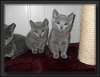 51 - Russisch Blauw Kittens Nicolaya's Cattery 20111212.JPG