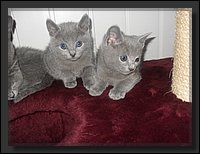 52 - Russisch Blauw Kittens Nicolaya's Cattery 20111212.JPG