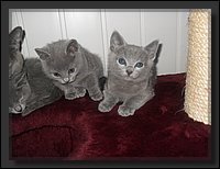 53 - Russisch Blauw Kittens Nicolaya's Cattery 20111212.JPG