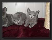 54 - Russisch Blauw Kittens Nicolaya's Cattery 20111212.JPG