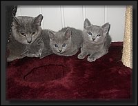 55 - Russisch Blauw Kittens Nicolaya's Cattery 20111212.JPG