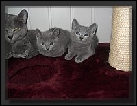 56 - Russisch Blauw Kittens Nicolaya's Cattery 20111212.JPG
