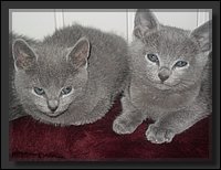 57 - Russisch Blauw Kittens Nicolaya's Cattery 20111212.JPG