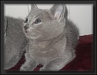 58 - Russisch Blauw Kittens Nicolaya's Cattery 20111212.JPG