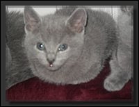 59 - Russisch Blauw Kittens Nicolaya's Cattery 20111212.JPG
