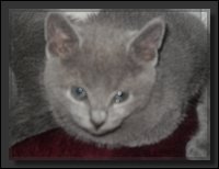 61 - Russisch Blauw Kittens Nicolaya's Cattery 20111212.JPG