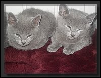 62 - Russisch Blauw Kittens Nicolaya's Cattery 20111212.JPG