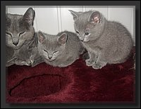 63 - Russisch Blauw Kittens Nicolaya's Cattery 20111212.JPG