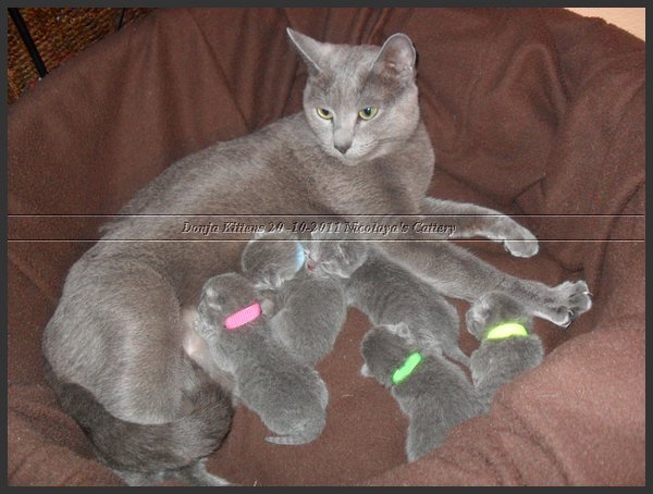 42 - Russisch Blauw Kittens Nicolaya's Cattery 20111021.JPG