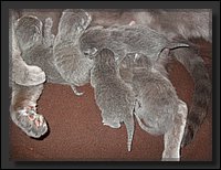 18 - Russisch Blauw Kittens Nicolaya's Cattery 20111021.JPG
