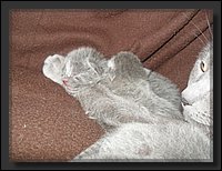 20 - Russisch Blauw Kittens Nicolaya's Cattery 20111021.JPG