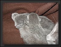 25 - Russisch Blauw Kittens Nicolaya's Cattery 20111021.JPG