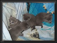 14 - Russisch Blauw Kittens Nicolaya's Cattery.JPG