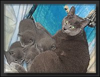 27 - Russisch Blauw Kittens Nicolaya's Cattery.JPG