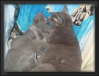 30 - Russisch Blauw Kittens Nicolaya's Cattery.JPG