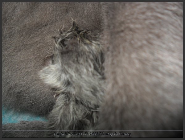 04 - Russisch Blauw Kittens Nicolaya's Cattery.JPG
