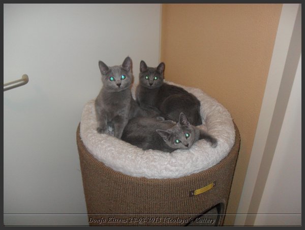 01 - Russisch Blauw Kittens Nicolaya's Cattery 20131209.JPG
