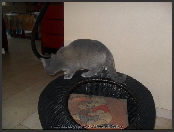 06 - Russisch Blauw Kittens Nicolaya's Cattery 20131211.JPG