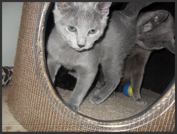 27 - Russisch Blauw Kittens Nicolaya's Cattery 20131211.JPG