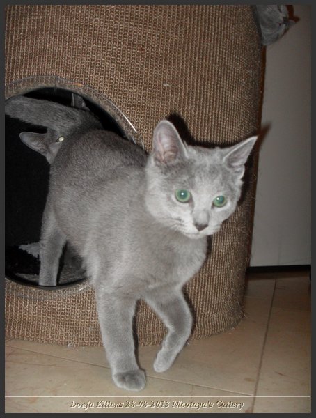 28 - Russisch Blauw Kittens Nicolaya's Cattery 20131211.JPG