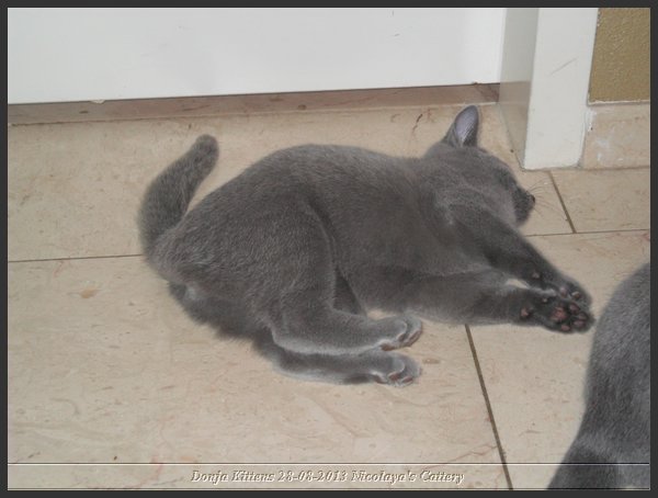 37 - Russisch Blauw Kittens Nicolaya's Cattery 20131211.JPG