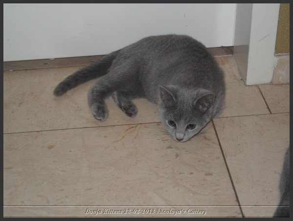 38 - Russisch Blauw Kittens Nicolaya's Cattery 20131211.JPG