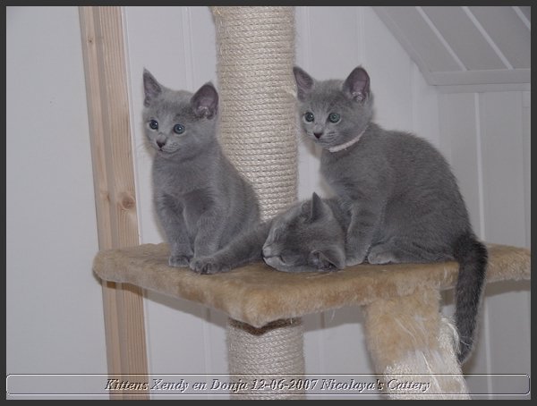 03 - Russisch Blauw Kittens Nicolaya's Cattery.JPG