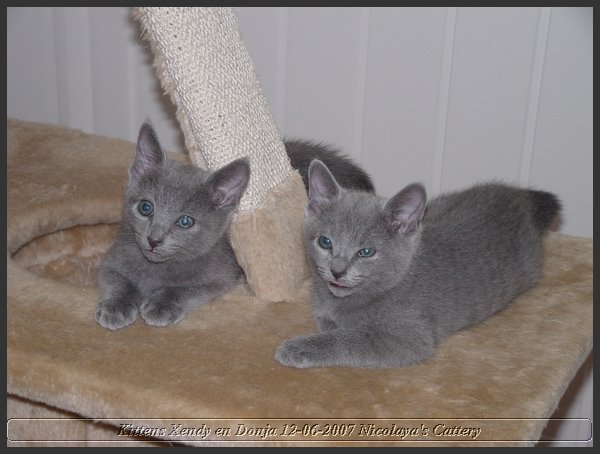 12 - Russisch Blauw Kittens Nicolaya's Cattery.JPG