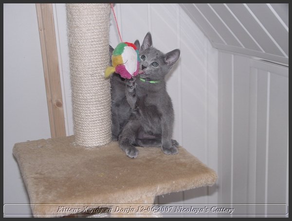 42 - Russisch Blauw Kittens Nicolaya's Cattery.JPG