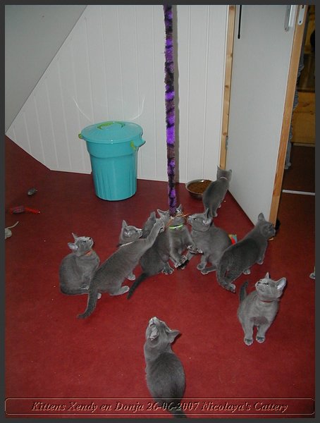04 - Russisch Blauw Kittens Nicolaya's Cattery.JPG