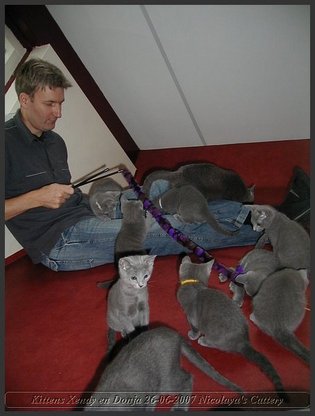 13 - Russisch Blauw Kittens Nicolaya's Cattery.JPG