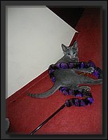 16 - Russisch Blauw Kittens Nicolaya's Cattery.JPG